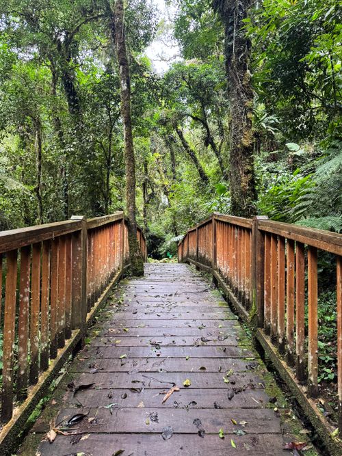Free A tranquil wooden bridge leads into a lush, green rainforest full of life. Stock Photo