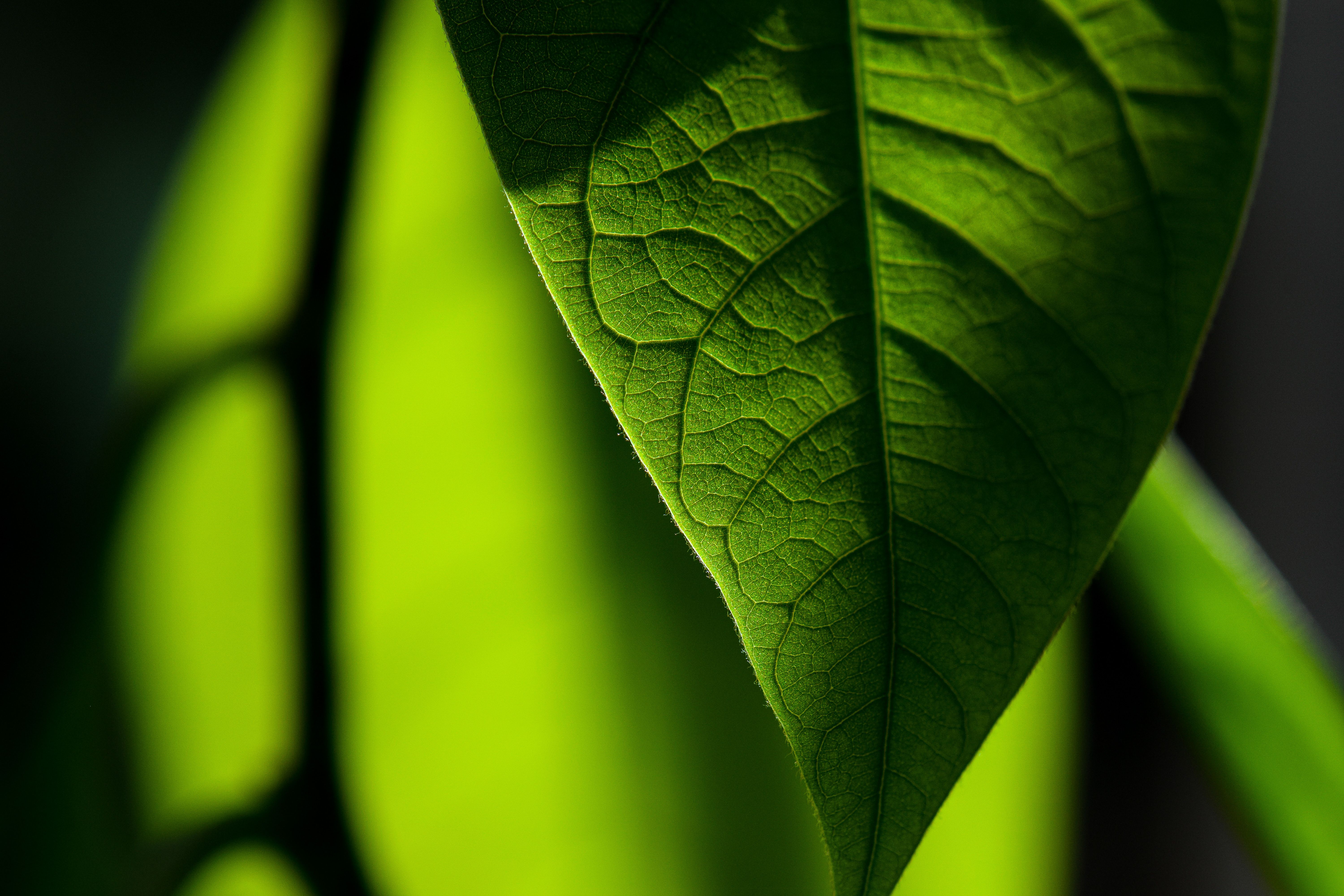 Close-Up of a Sunlit Green Leaf with Veins · Free Stock Photo