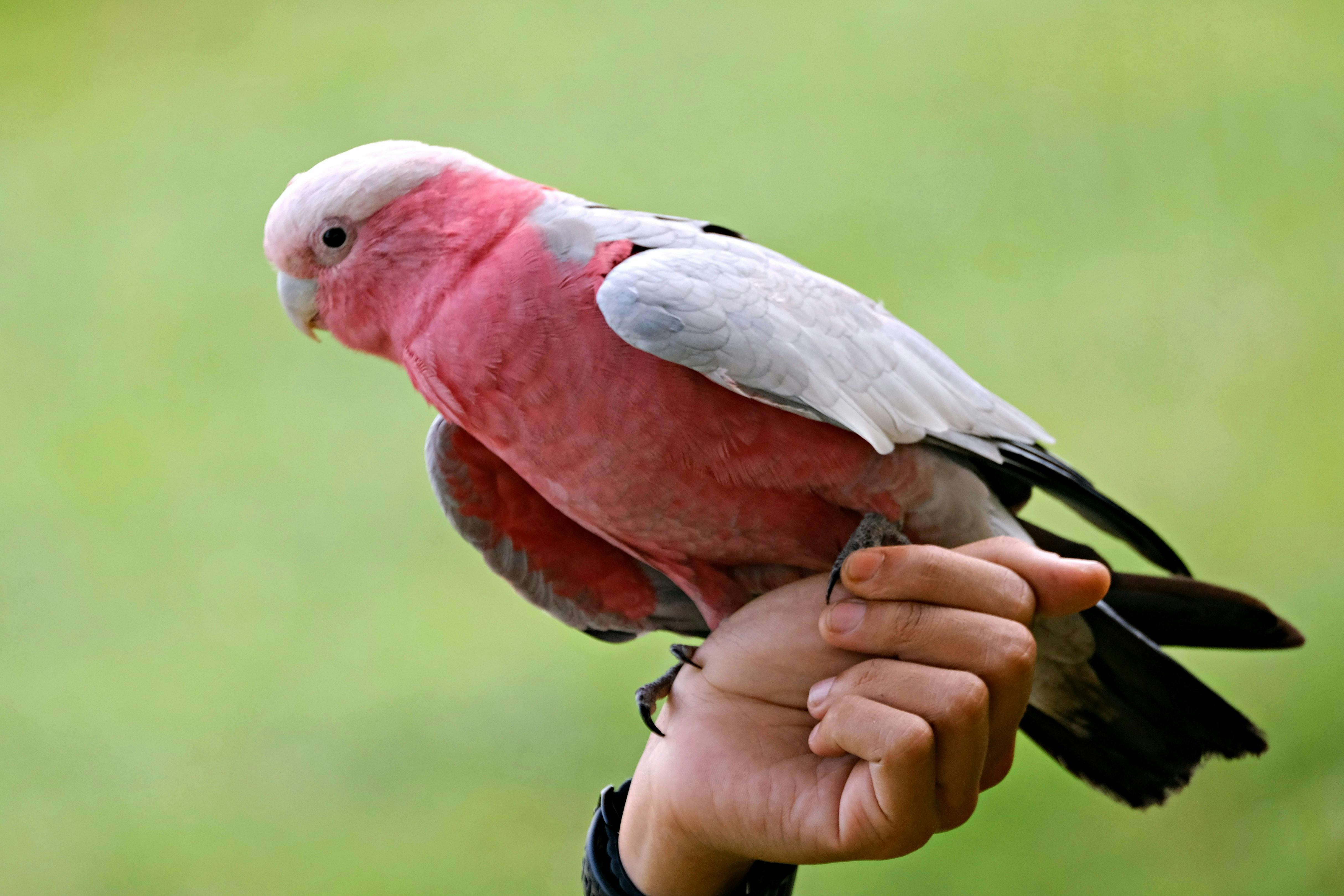 Buy Eolophus roseicapilla in Galah Cockatoo (Rose-Breasted Cockatoo), Gandhinagar - For Sale