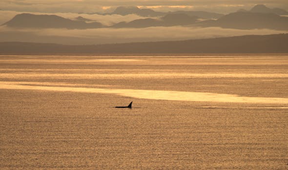 Captivating view of an orca fin at sunrise in a golden ocean, framed by misty mountains.