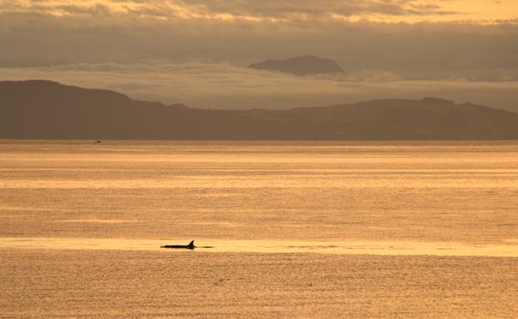 whale photo