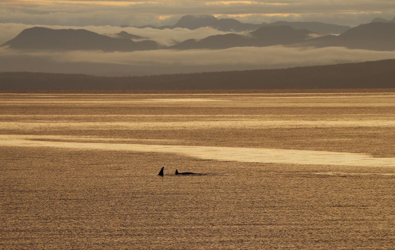 Researchers Document New Orca Hunting Behavior in Gulf of California