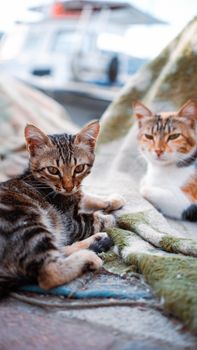 Two domestic cats lounging on a soft blanket outdoors, enjoying a peaceful day.