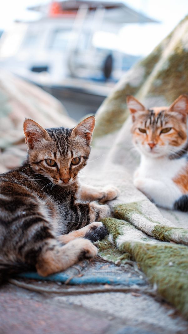Dois gatos domésticos descansando em um cobertor macio ao ar livre, aproveitando um dia tranquilo.