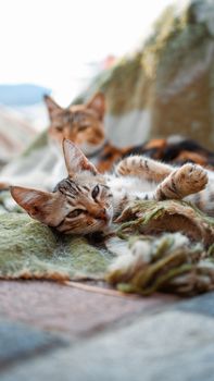 Two relaxed cats lounging on a cozy blanket outdoors, enjoying a sunny day.