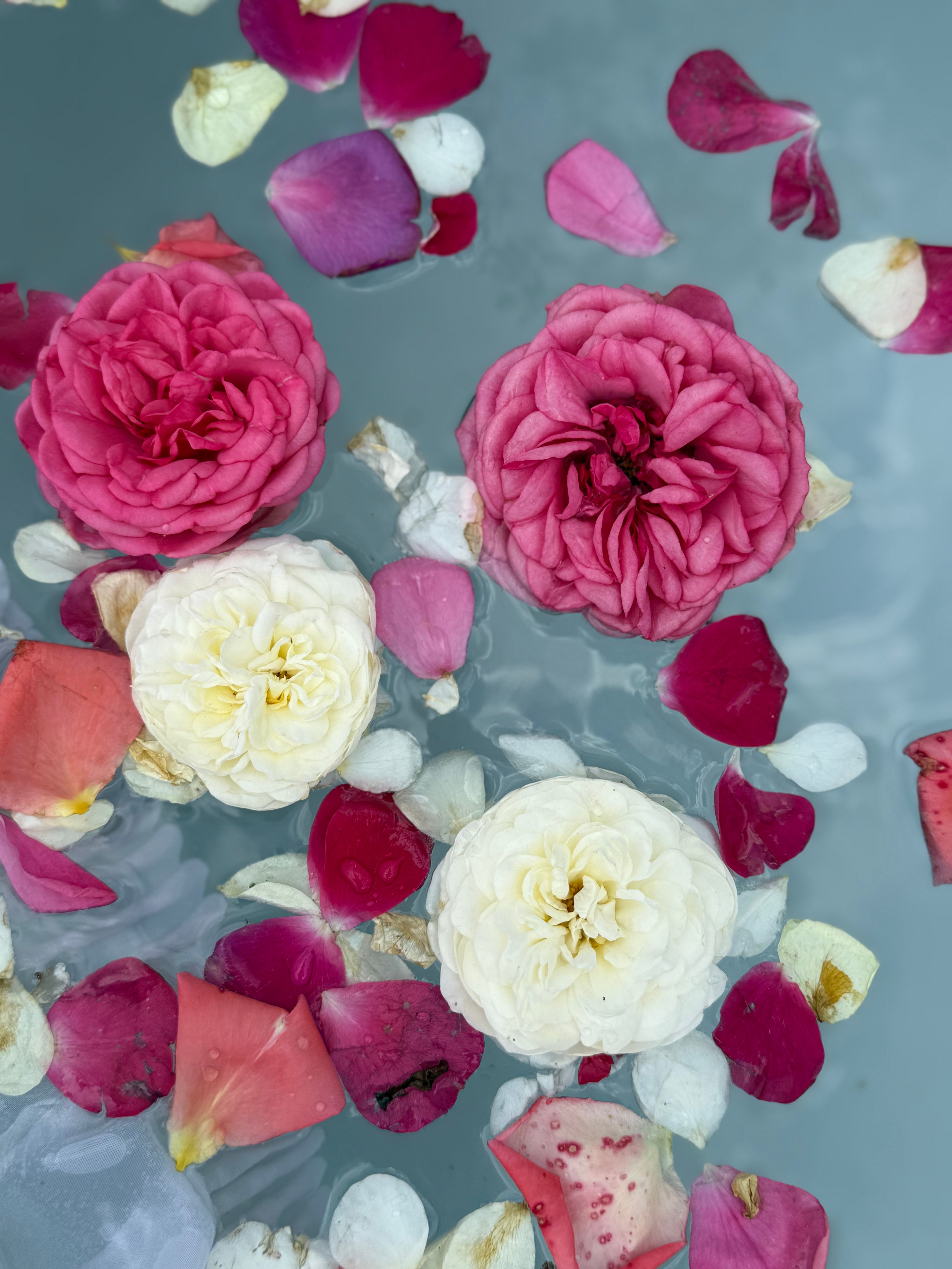 Floating Roses and Petals in Tranquil Water · Free Stock Photo