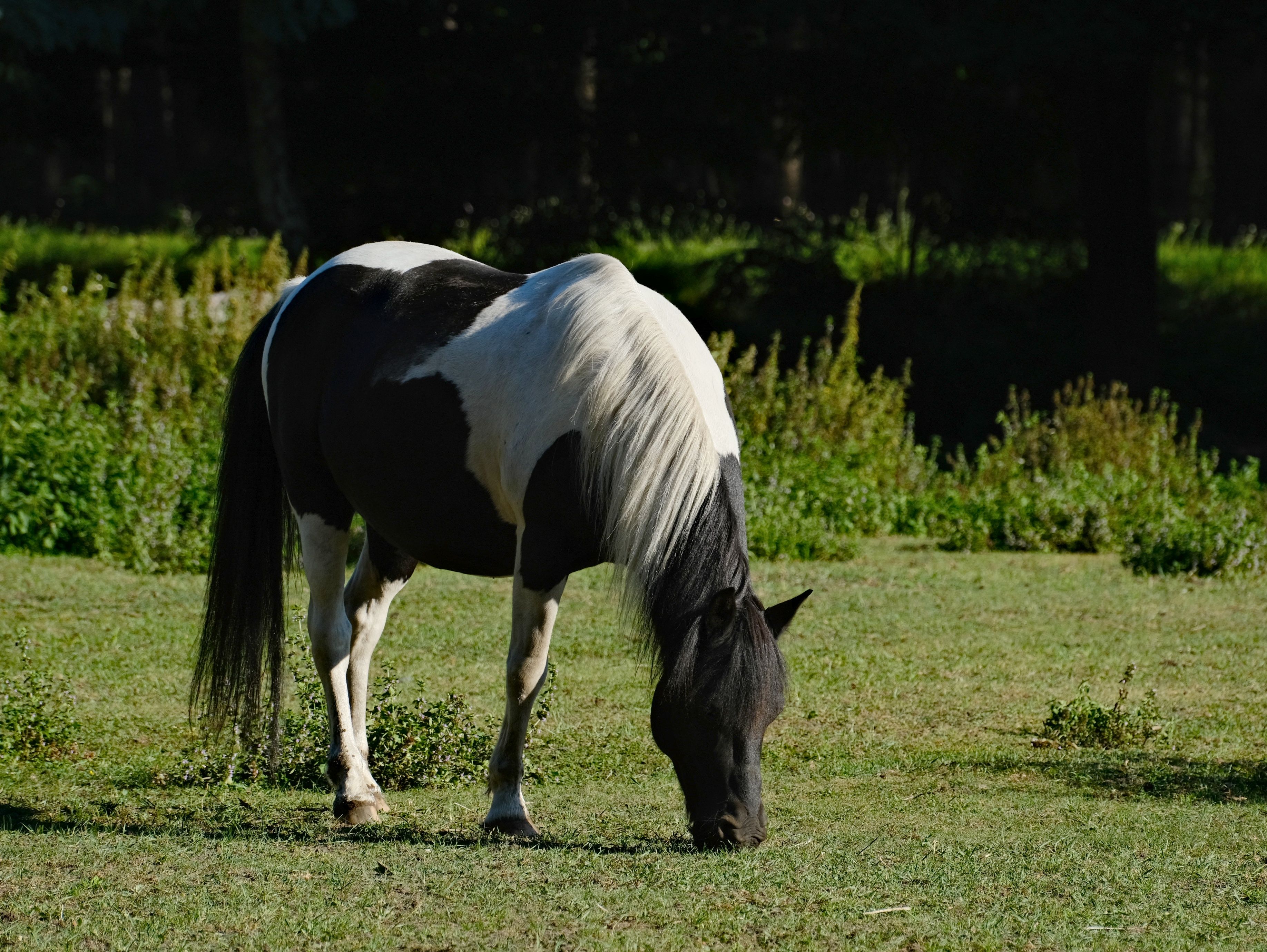 Beautiful Black and White Horse Grazing Outdoors · Free Stock Photo