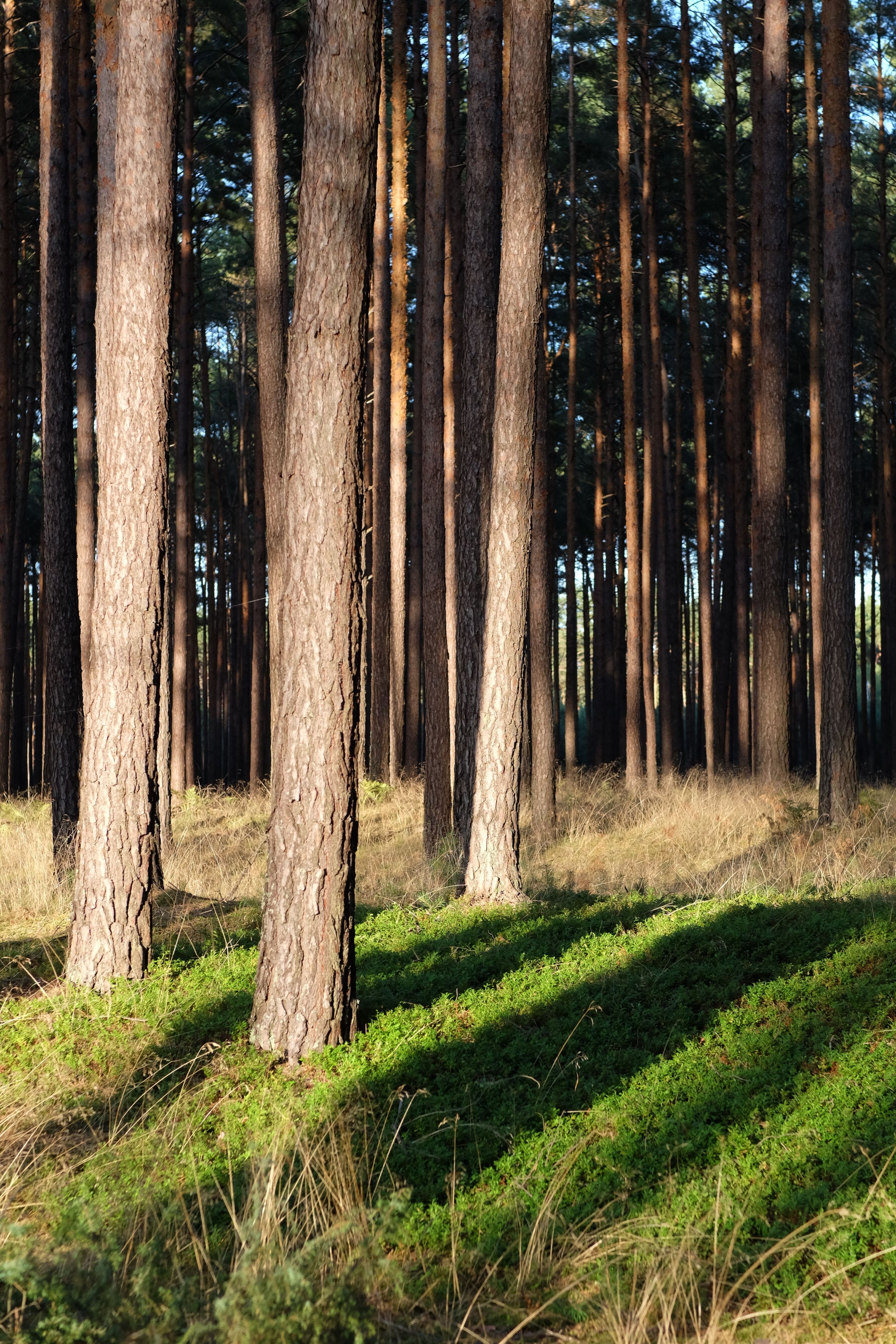 Serene Pine Forest in Sunlight · Free Stock Photo