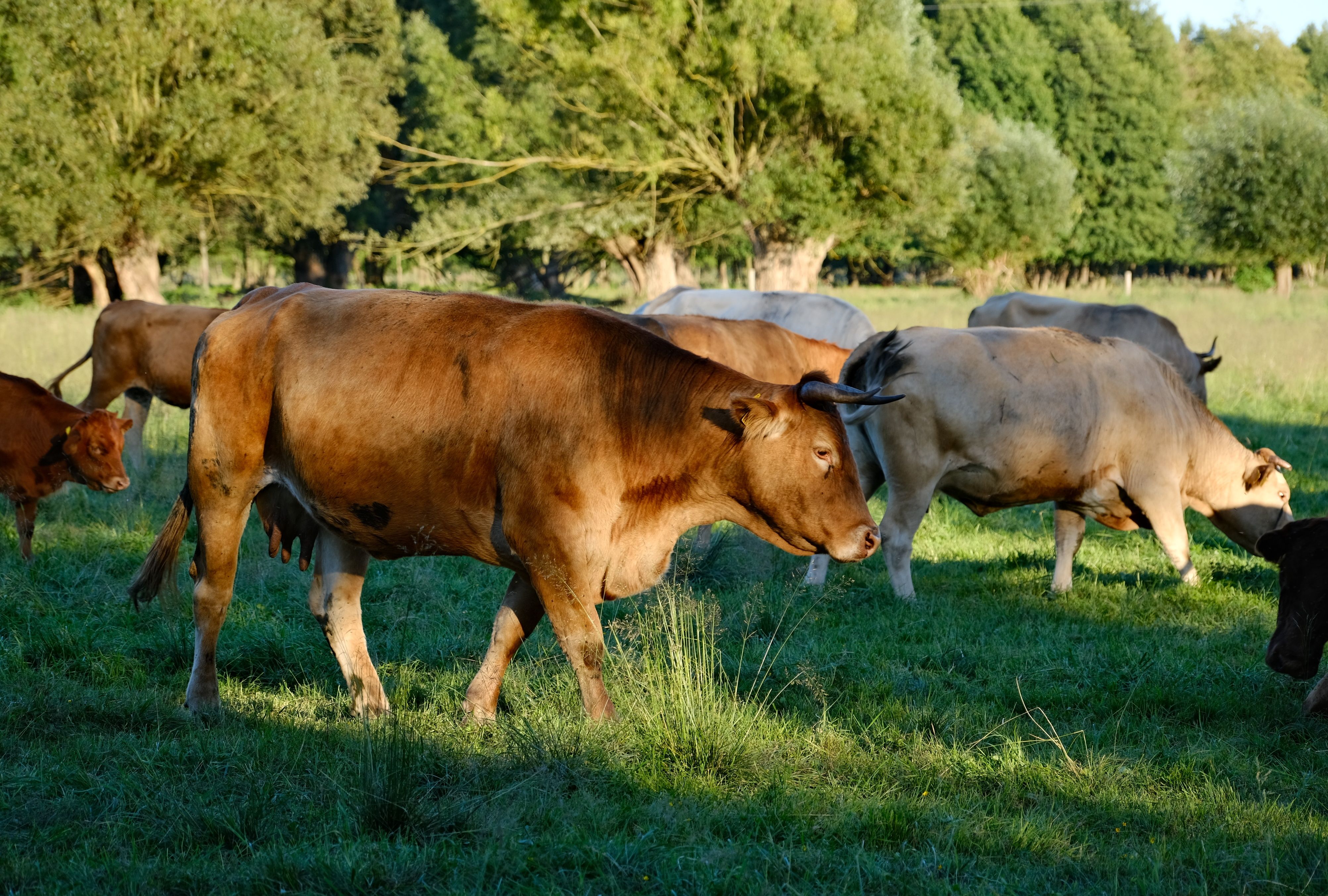 Pastoral Scene with Grazing Cattle in a Sunny Field · Free Stock Photo