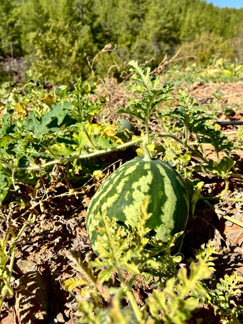 Free Close-up of a watermelon plant in a sunlit field during daytime. Stock Photo