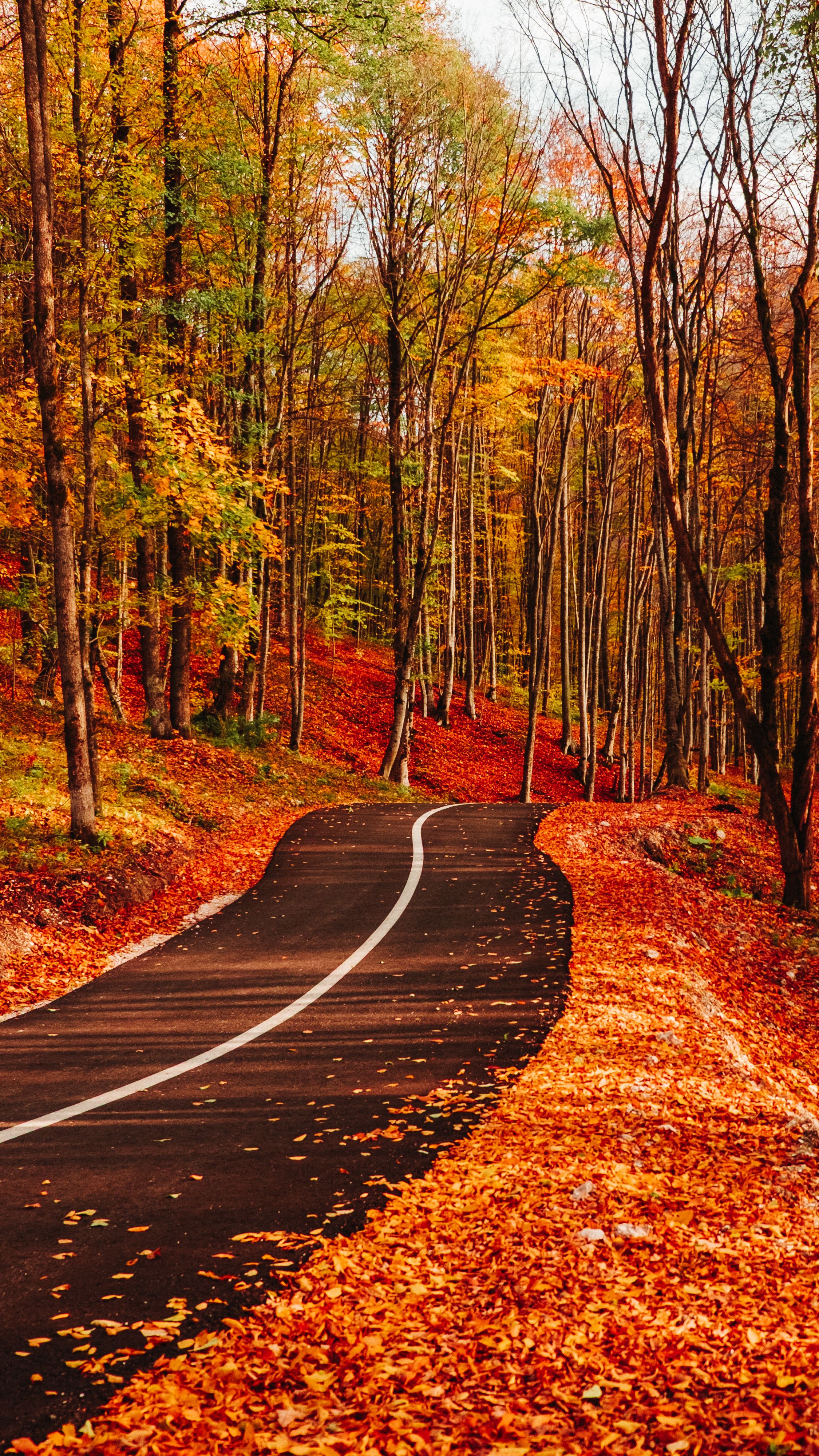 Scenic Autumn Forest Road with Vibrant Foliage · Free Stock Photo
