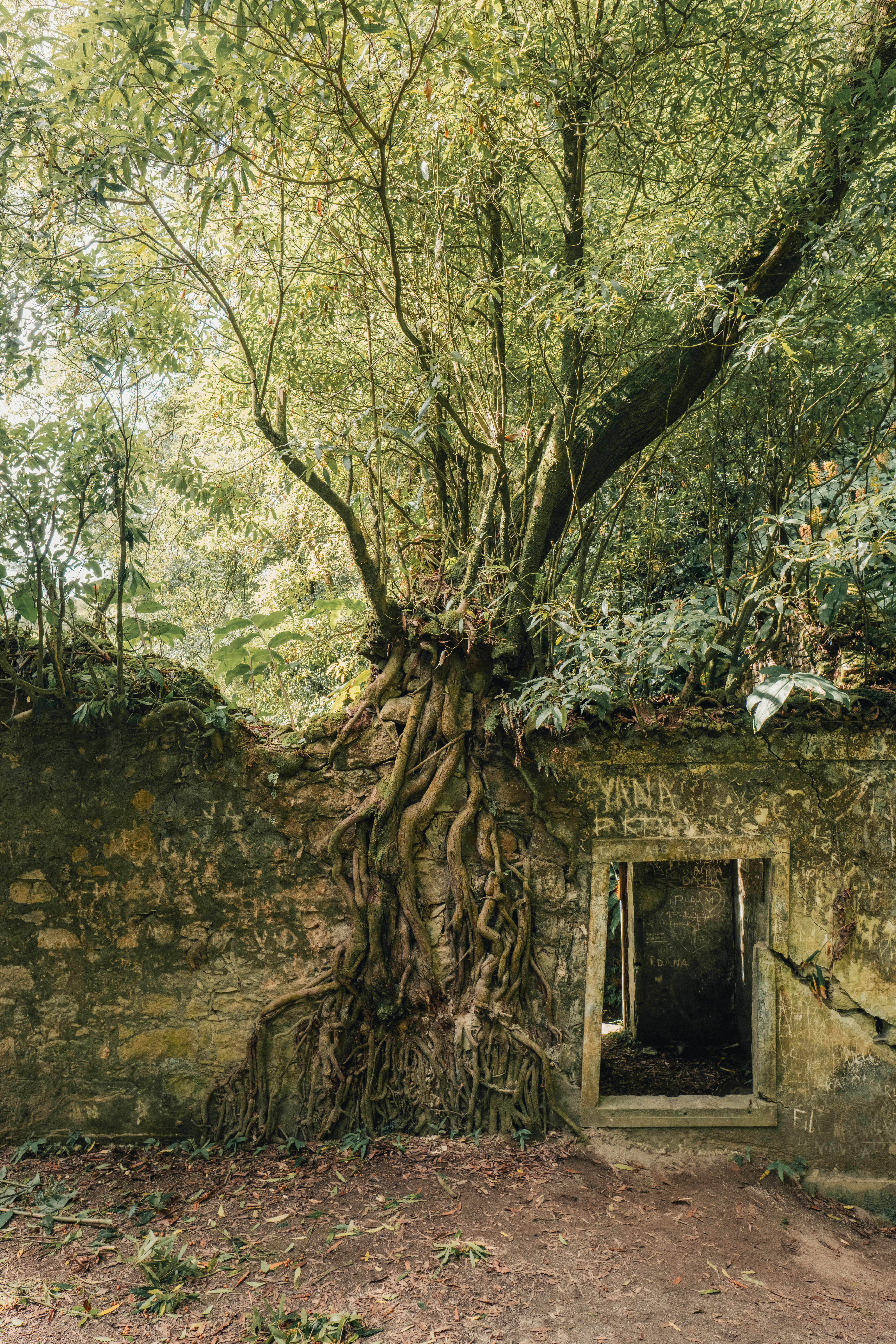 Ancient Tree Growth Over Ruins in Azores · Free Stock Photo