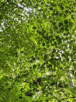 A vibrant view of green maple leaves backlit by sunlight, creating a serene natural canopy.