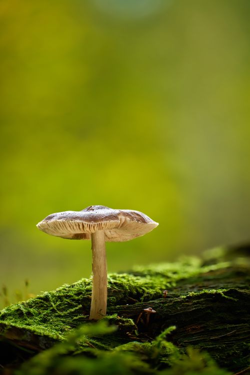 Free A single mushroom growing on a moss-covered log in a lush forest setting, showcasing nature's beauty. Stock Photo
