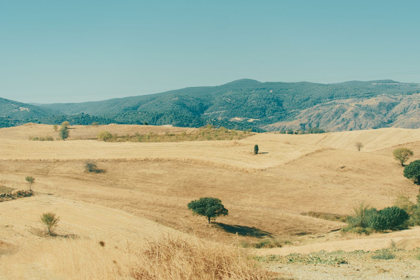 Rolling hills with golden fields under a clear blue sky in Tuscany, Italy