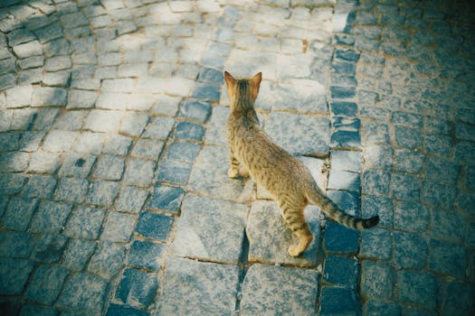 A tabby cat walks on a sunlit cobblestone street, surrounded by dappled shadows.