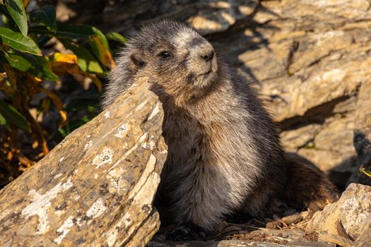 Captivating image of a groundhog resting against rocks in a natural Canadian habitat.