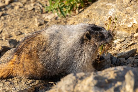 Close-up of a groundhog in its natural habitat, foraging on rocky terrain in Canada.