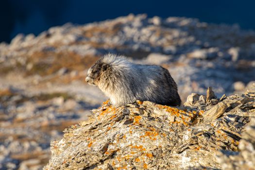 A wild marmot sitting on a rocky outcrop in Canada during the day, showcasing its natural habitat.