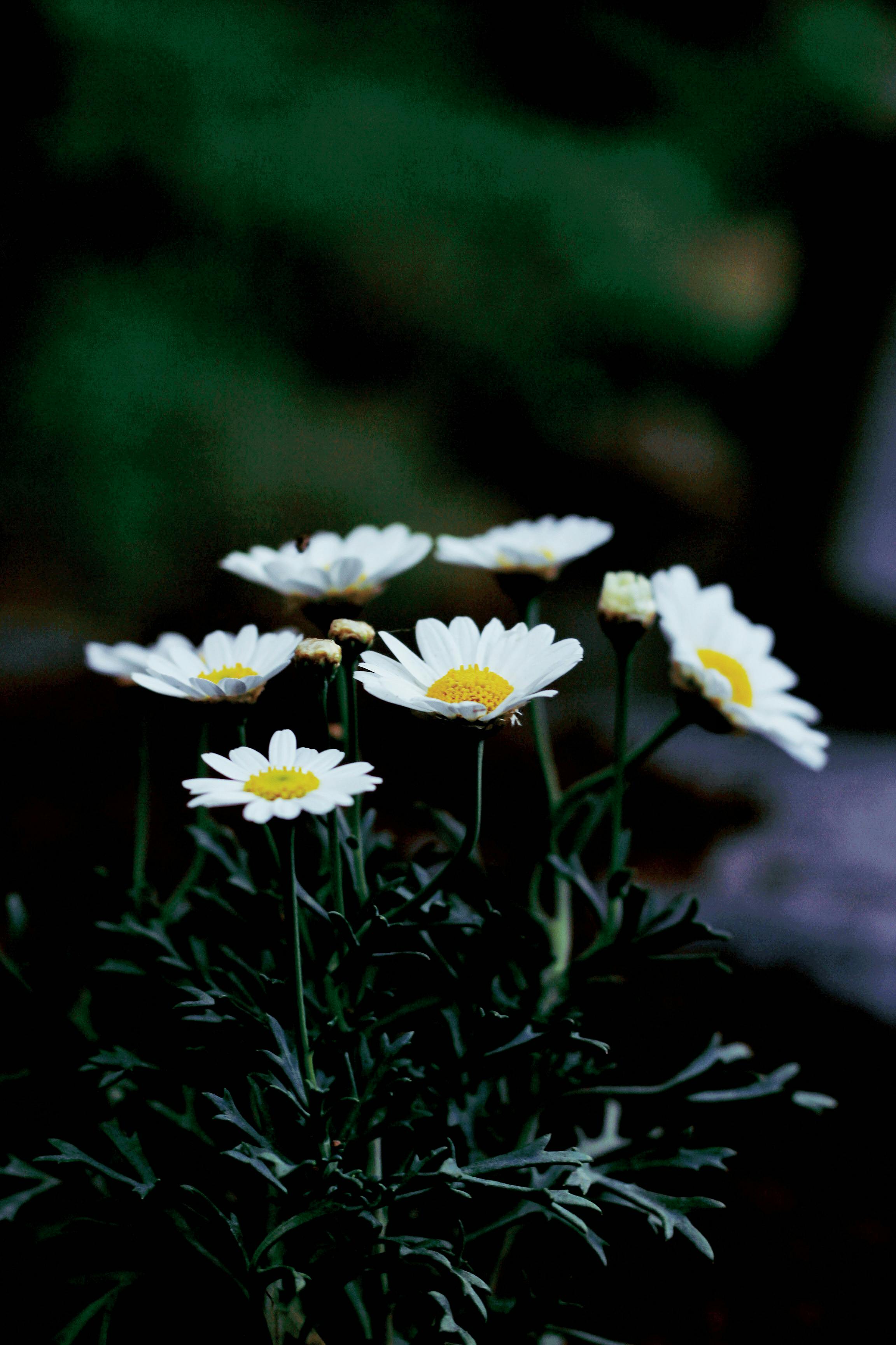 [ColoSach]-close-up-of-vibrant-daisies-with-lush-greenery,-emphasizing-natural-beauty-and-freshness.