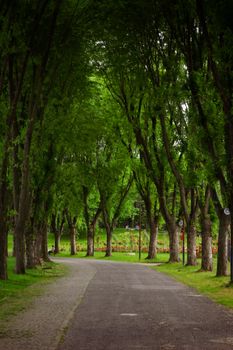 A tranquil tree-lined path in a verdant city park, perfect for a peaceful walk.