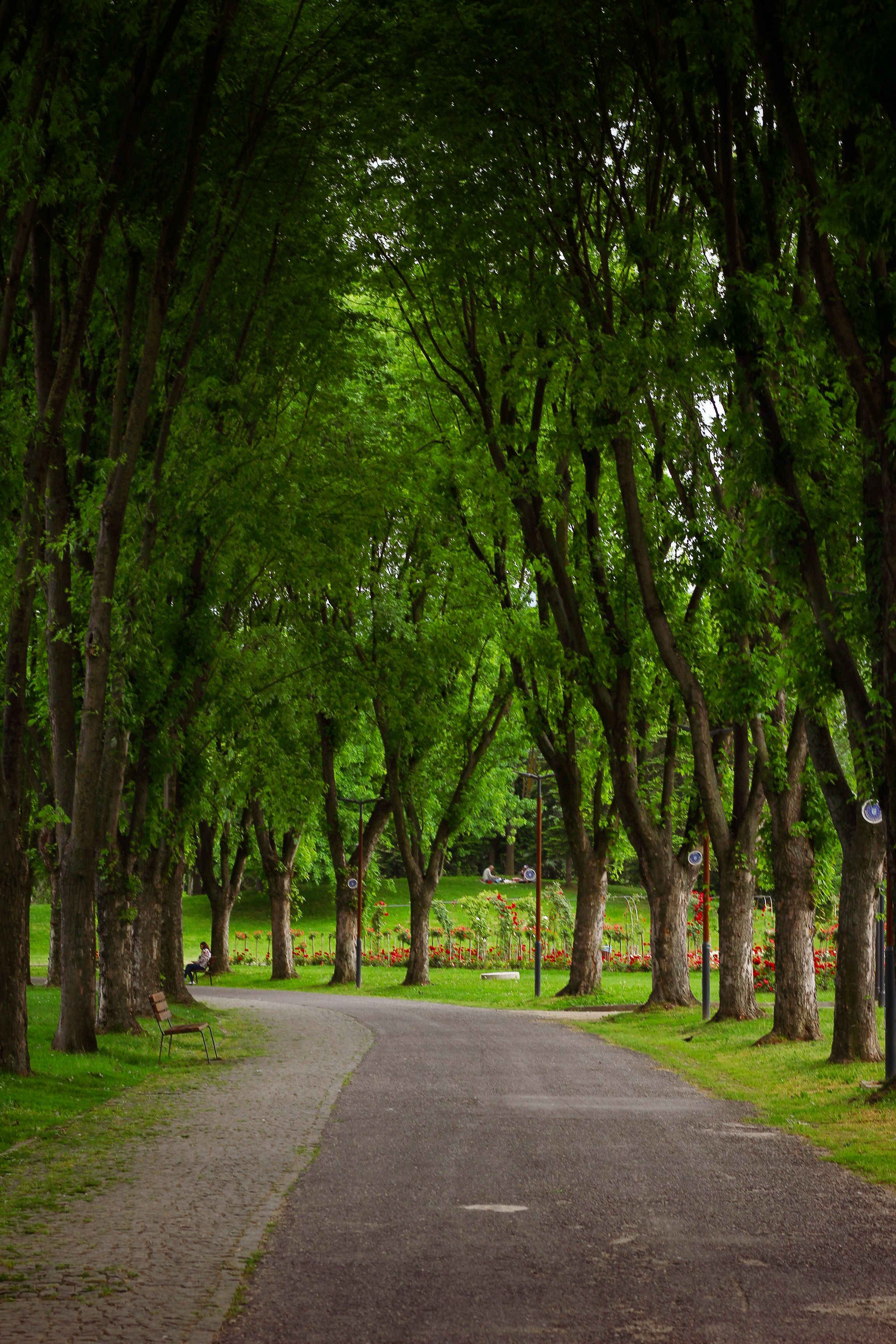 Serene Pathway Through Lush Green Trees in Park · Free Stock Photo