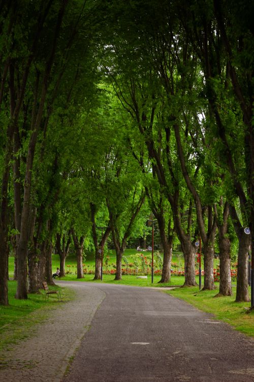 Free A tranquil tree-lined path in a verdant city park, perfect for a peaceful walk. Stock Photo