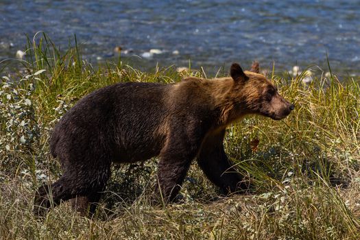 A majestic grizzly bear walks along a riverbank in British Columbia, showcasing wildlife in its natural habitat.