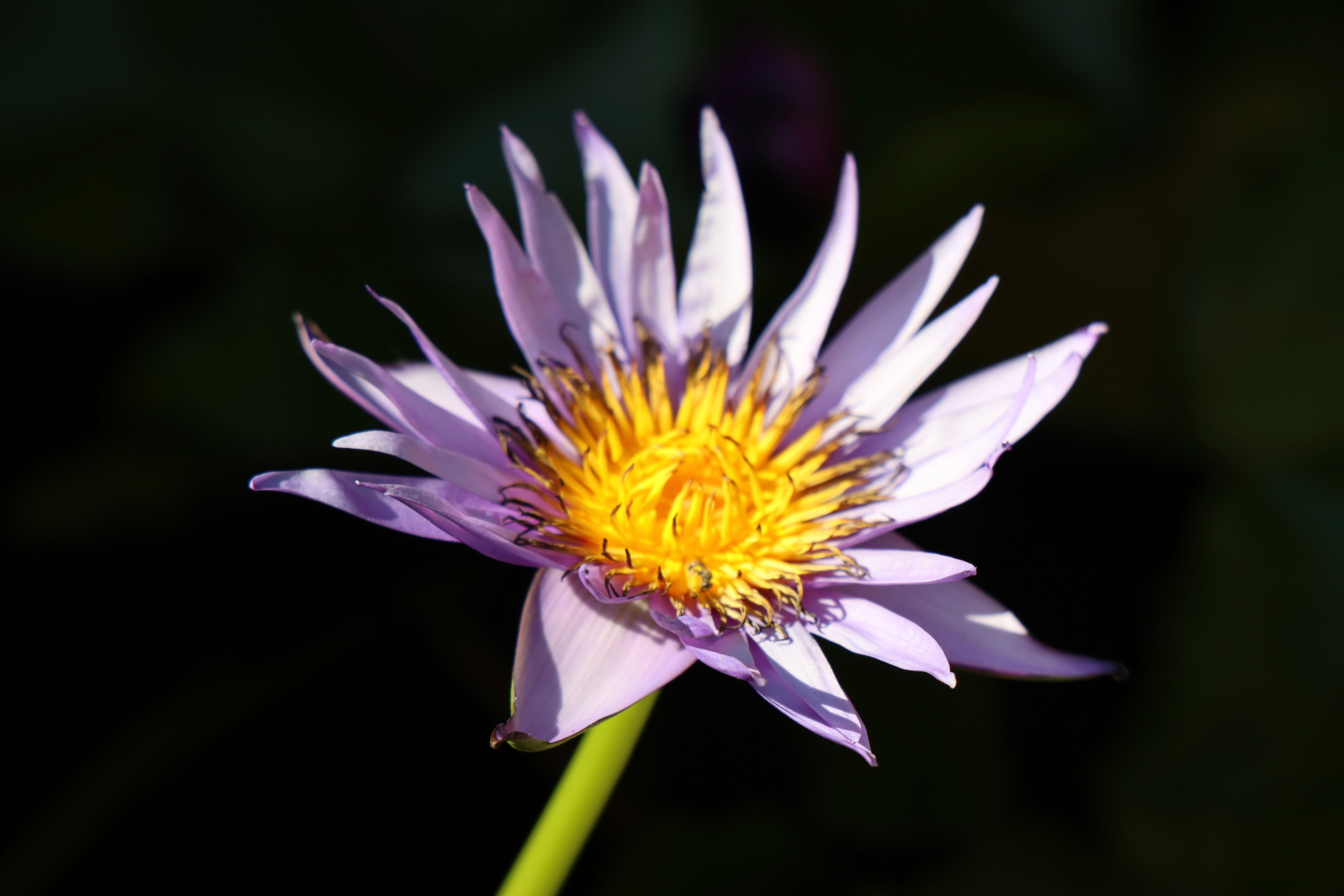 Close-up of Purple Water Lily in Bloom · Free Stock Photo