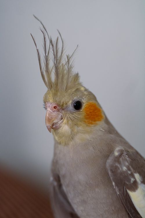 Free Close-up Cockatiel Stock Photo