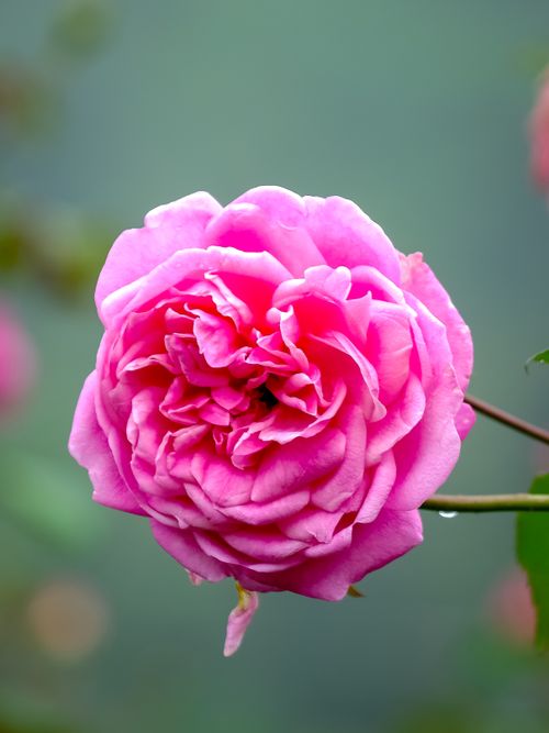 Free Close-up of a vibrant pink rose in full bloom outdoors, showcasing its delicate petals and natural beauty. Stock Photo