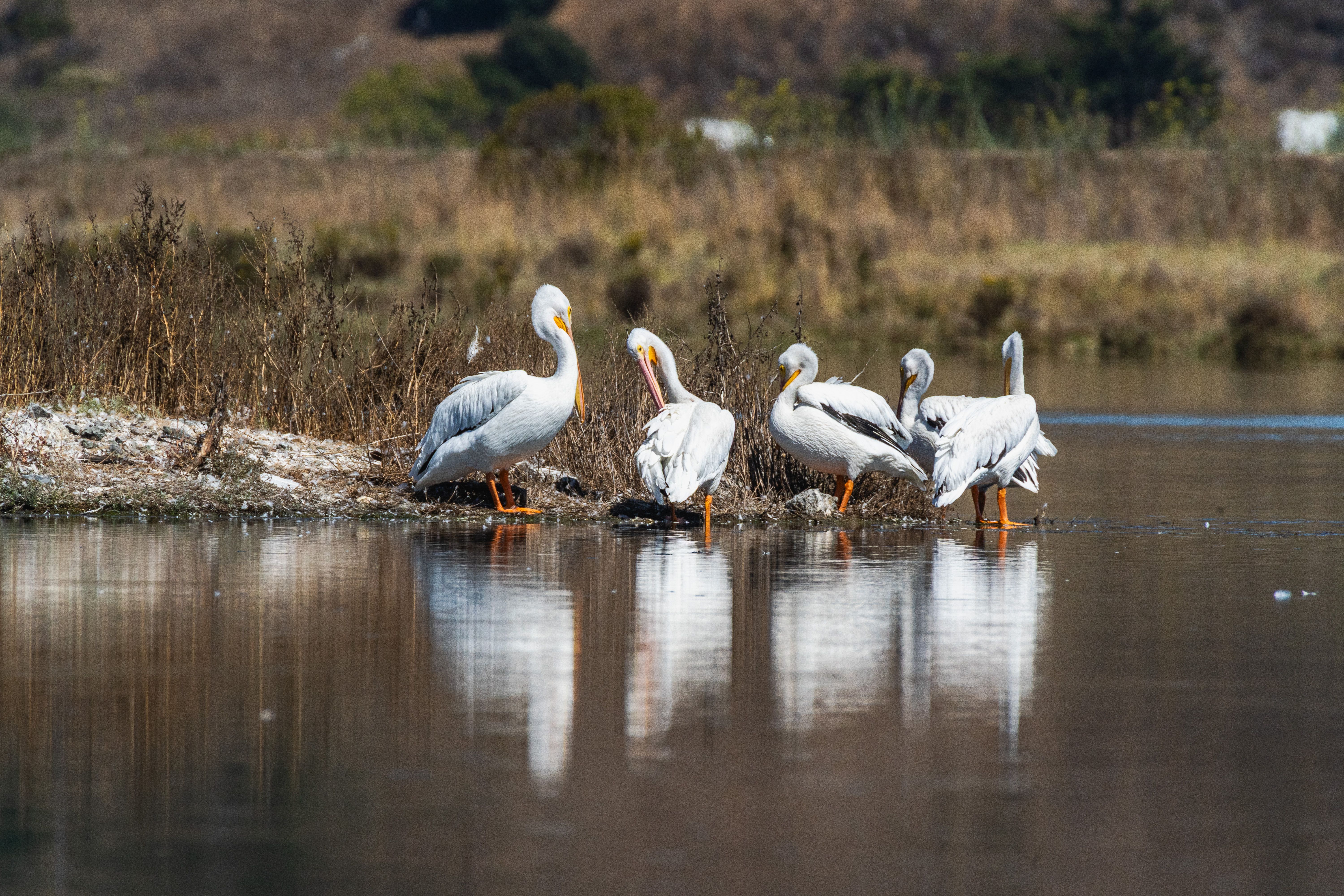 American White Pelicans by the Lake Edge · Free Stock Photo