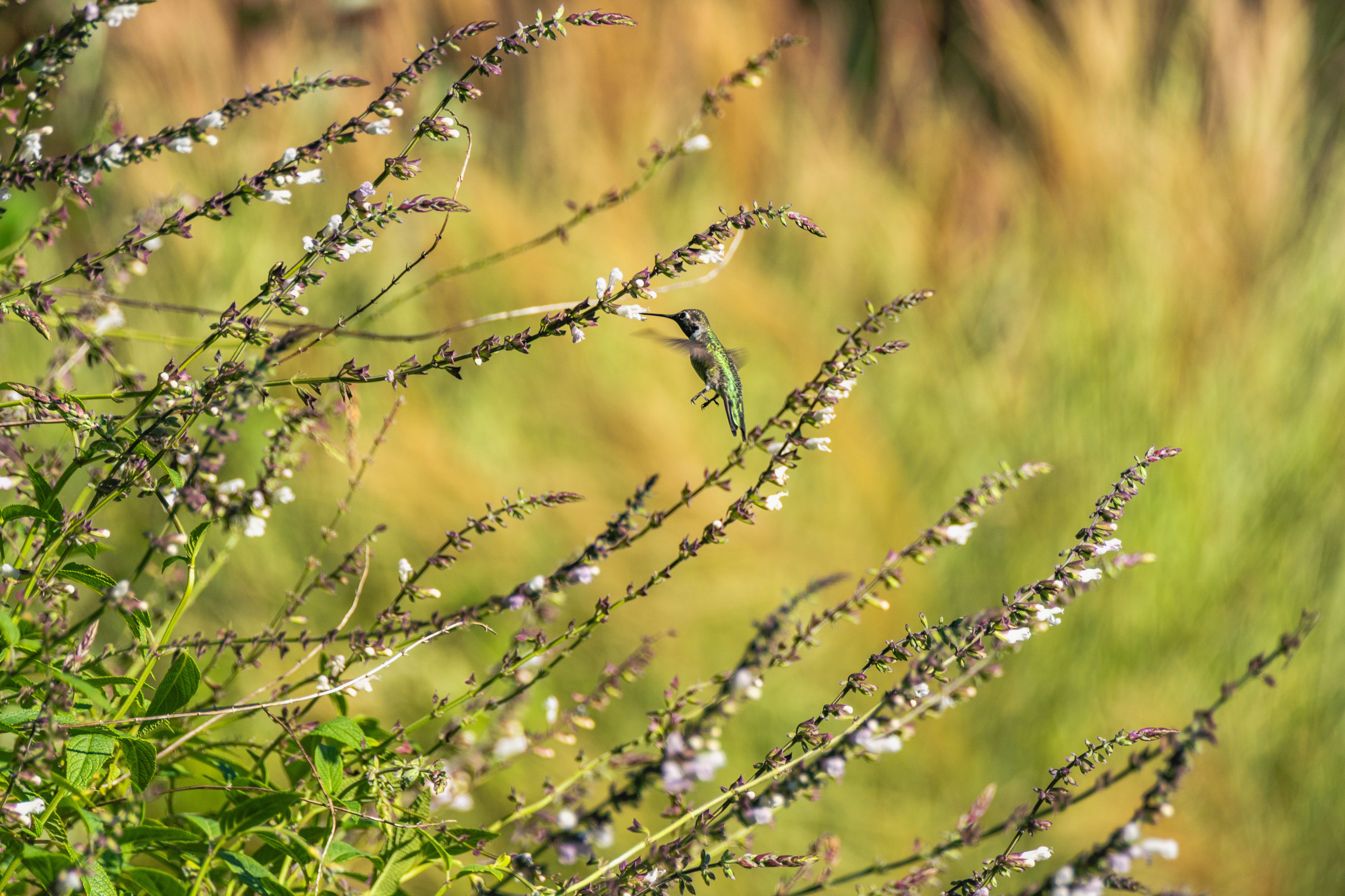 Understanding Bird Attractant Plants