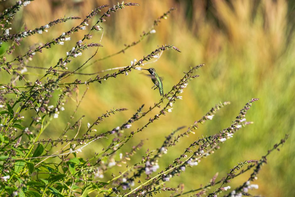 Understanding Bird Attractant Plants