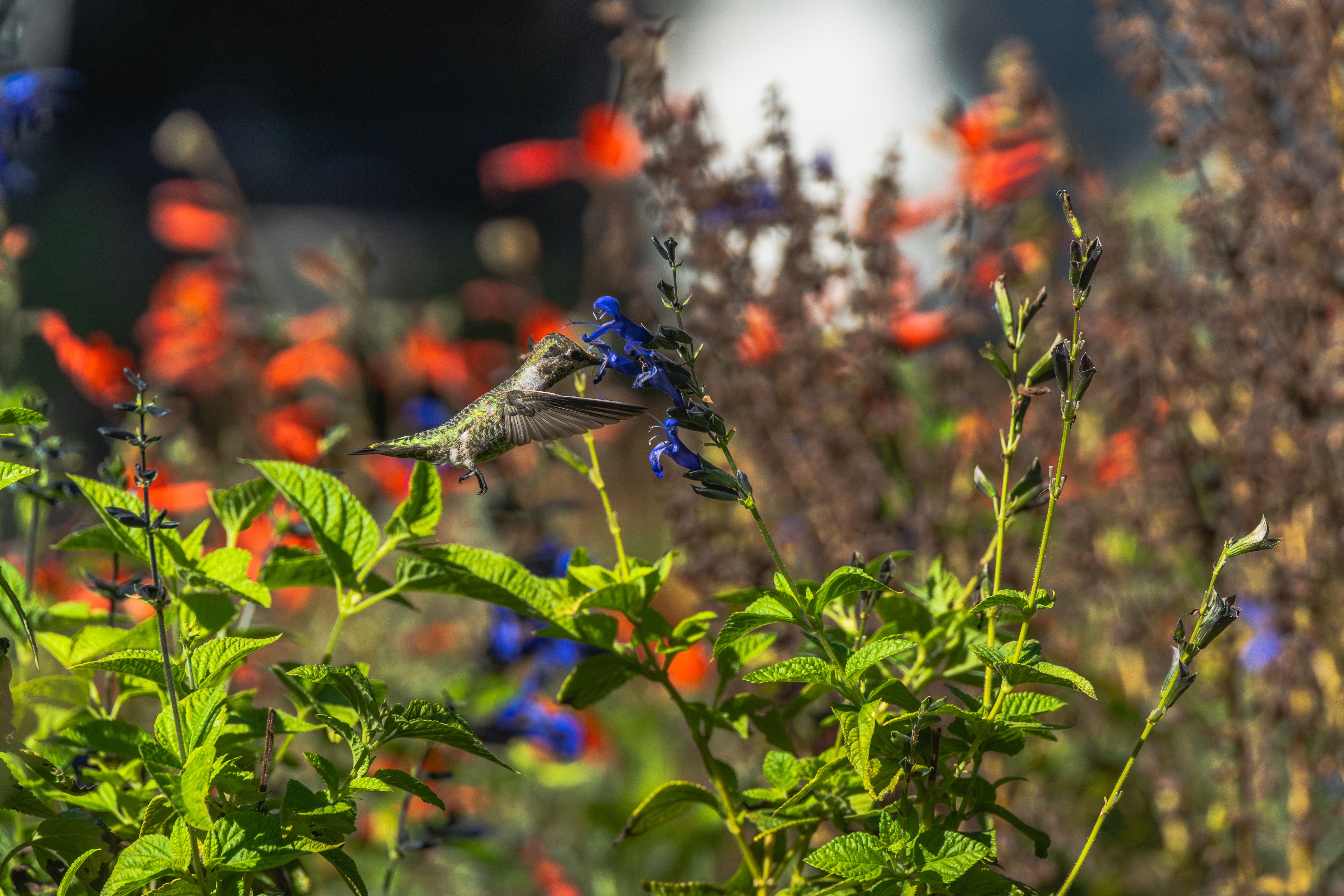 Come Coltivare un Giardino Biodiverso e Sostenibile