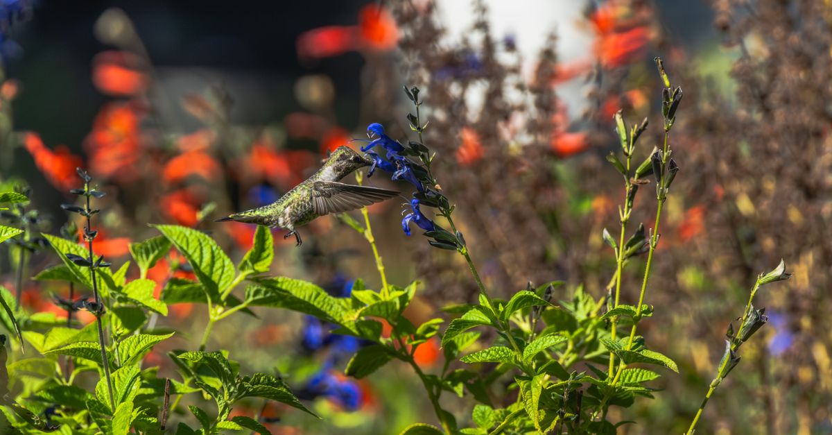 Come Coltivare un Giardino Biodiverso e Sostenibile
