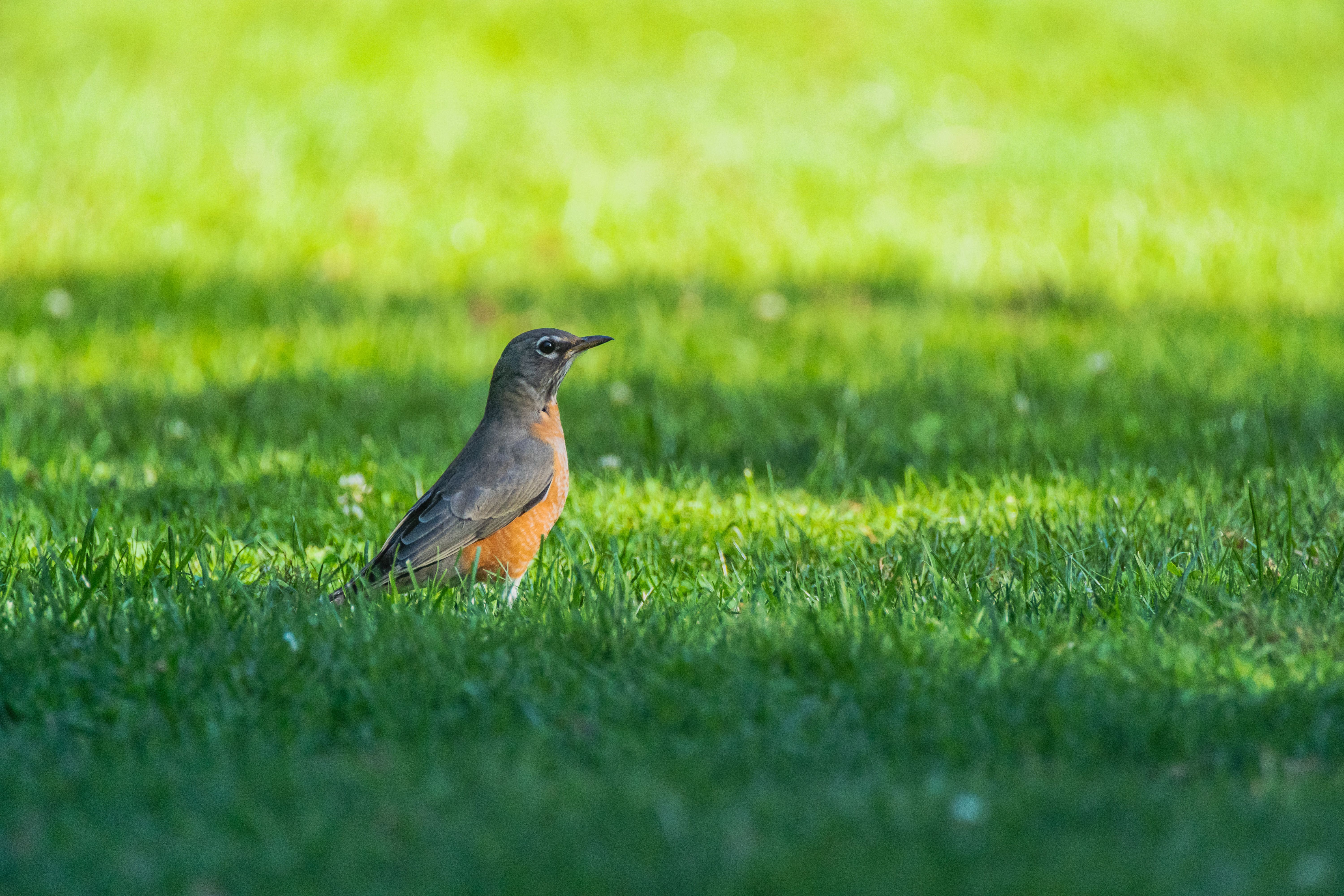 American Robin in a Sunny Park Landscape · Free Stock Photo
