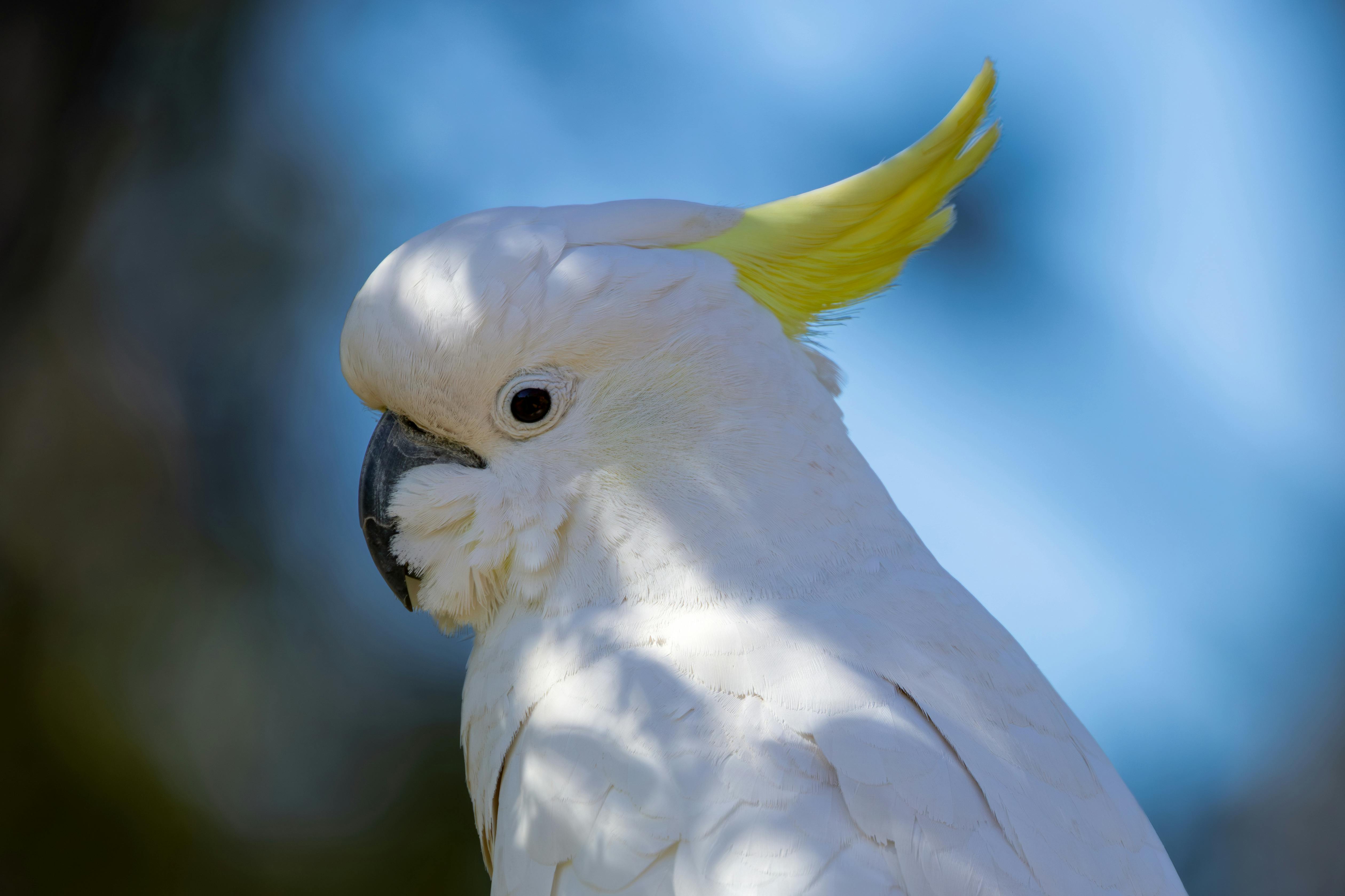 李千娜台語歌聲征服紐約時代廣場巨幕，國際舞台大放異彩