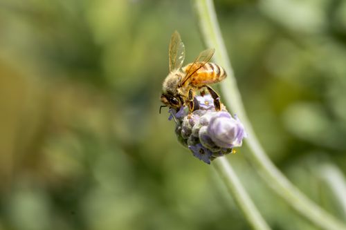 Free Macro photograph of a honeybee on a lavender flower, symbolizing nature's pollination process. Stock Photo
