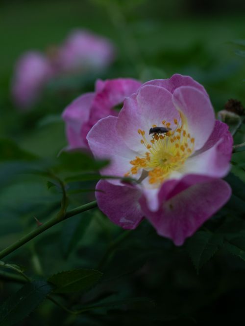 Free FLEUR Stock Photo