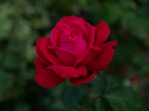 Free Roses Stock Photo