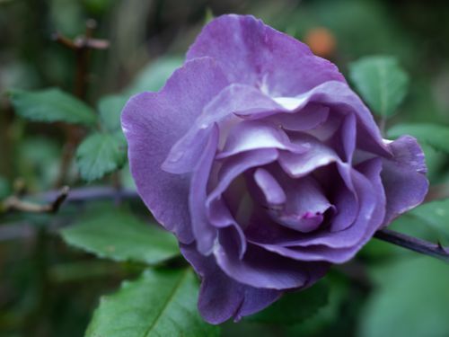 Free Roses anciennes Stock Photo