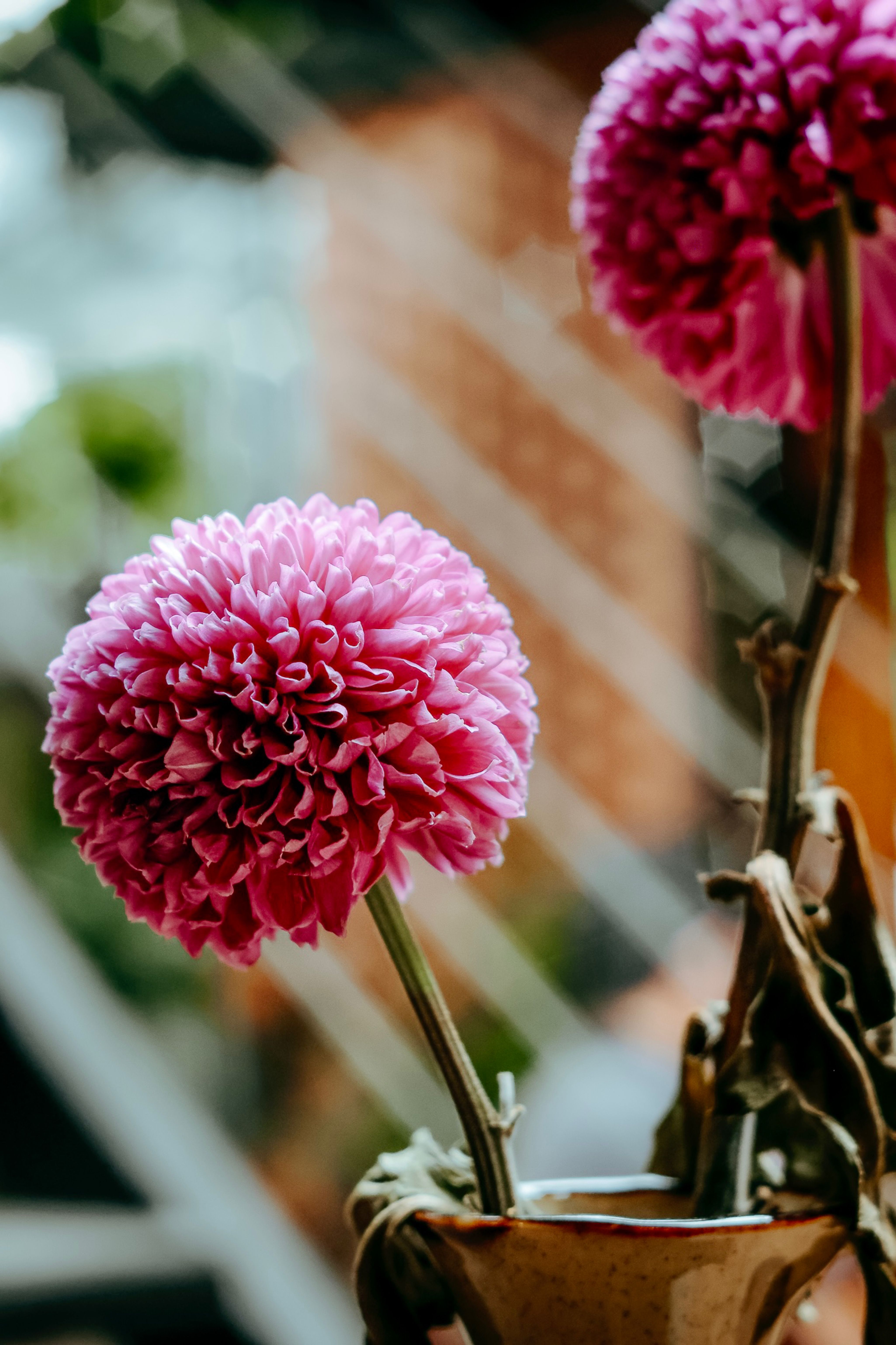 [ColoSach]-close-up-of-a-vibrant-pink-chrysanthemum-in-a-vase-highlighting-floral-beauty.