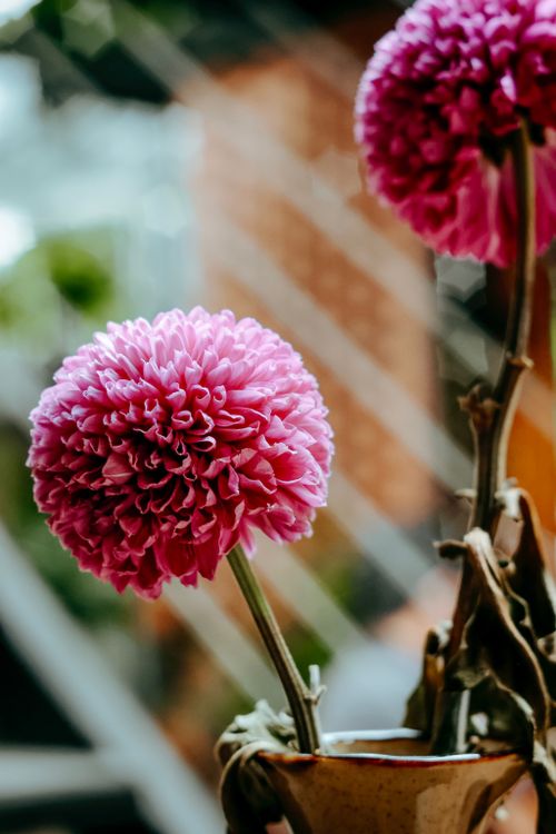 Free Close-up of a vibrant pink chrysanthemum in a vase highlighting floral beauty. Stock Photo