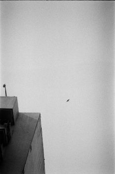 Minimalist black and white urban photo with a lone bird in the sky.