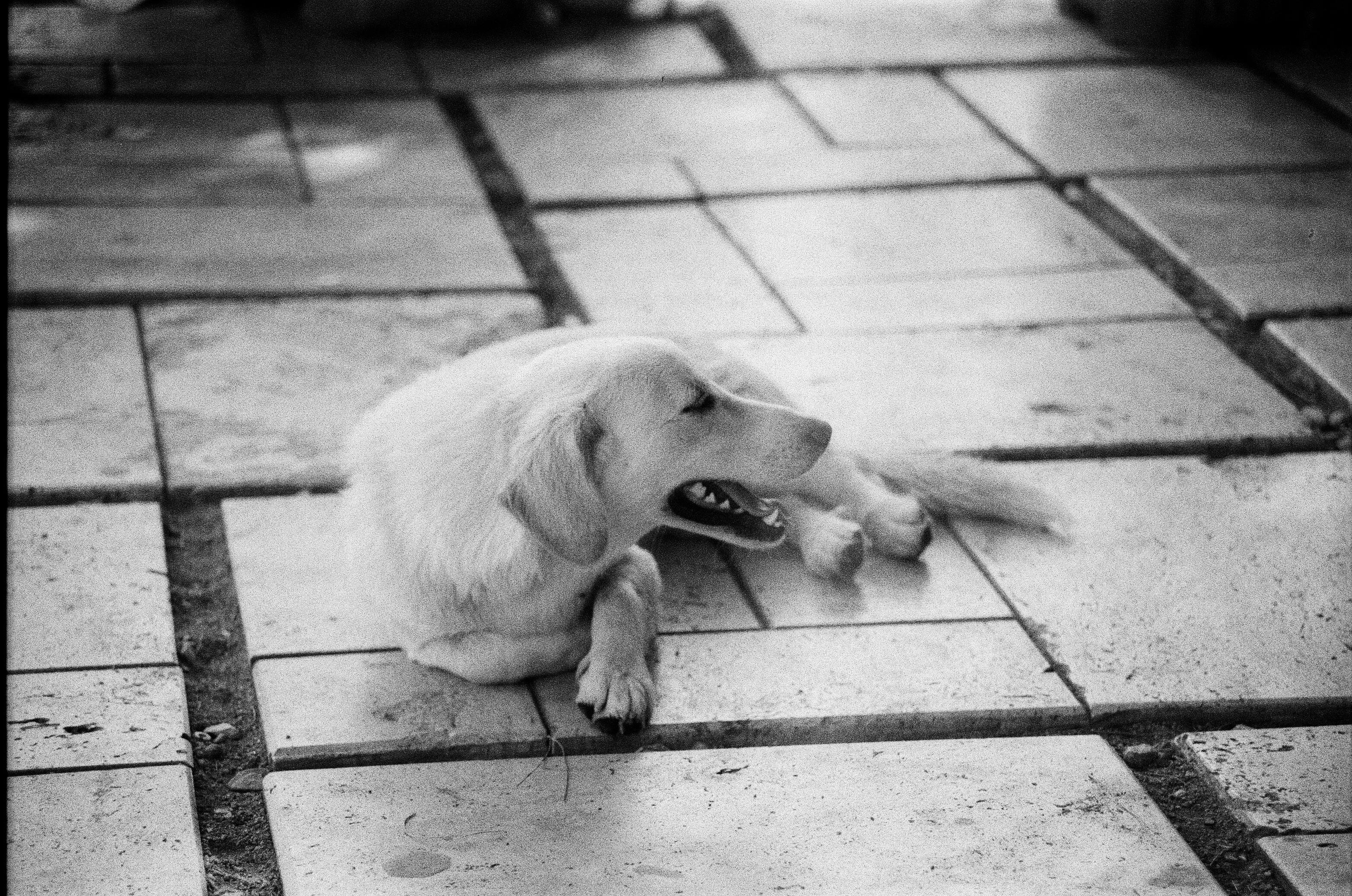 生活：死亡前研究人員的珍貴照片揭露真實瞬間