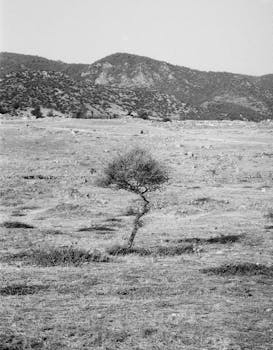 A solitary tree stands in a barren field with mountains in the background, black and white tone.