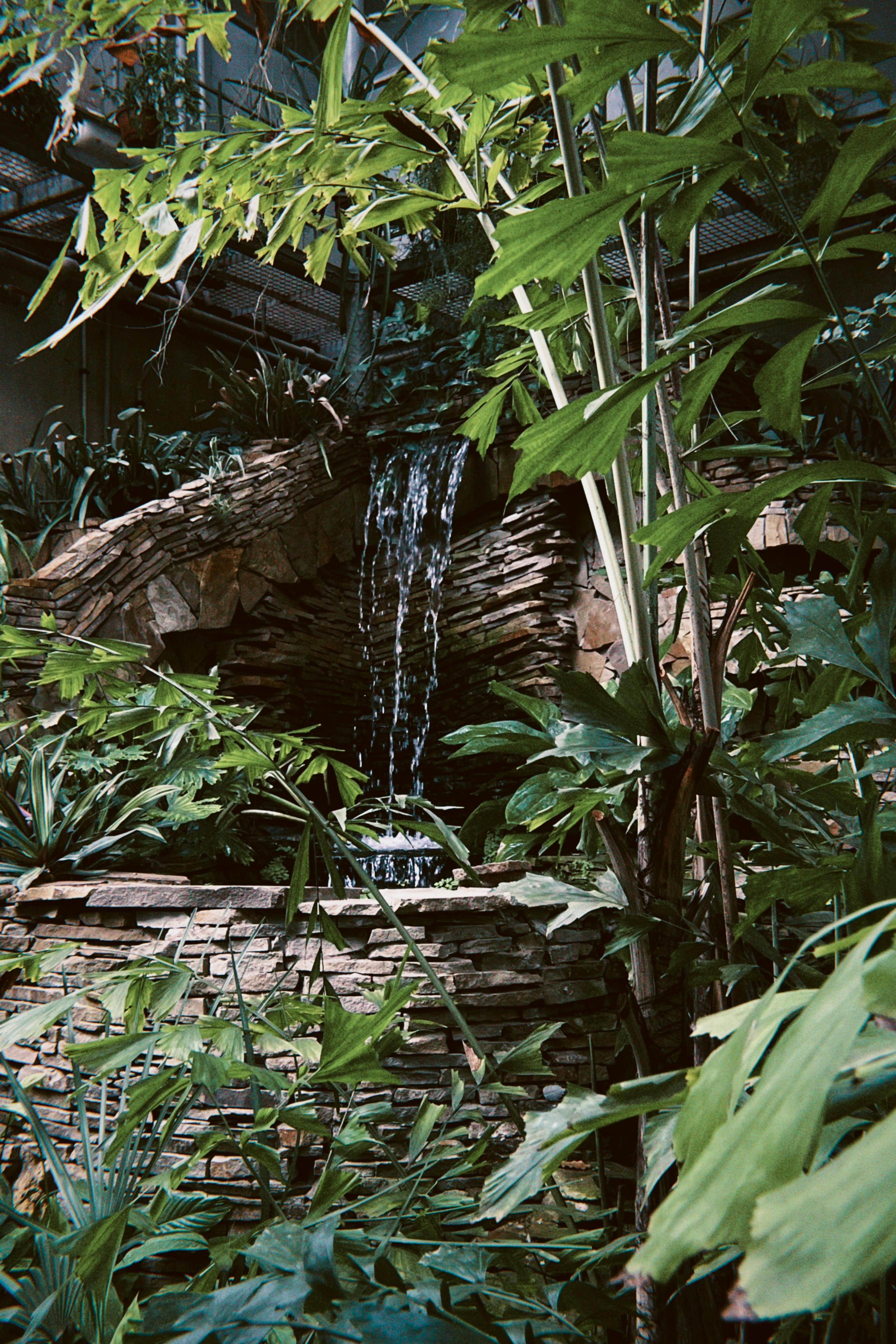 Free Tranquil indoor waterfall surrounded by vibrant green plants in a peaceful setting. Stock Photo