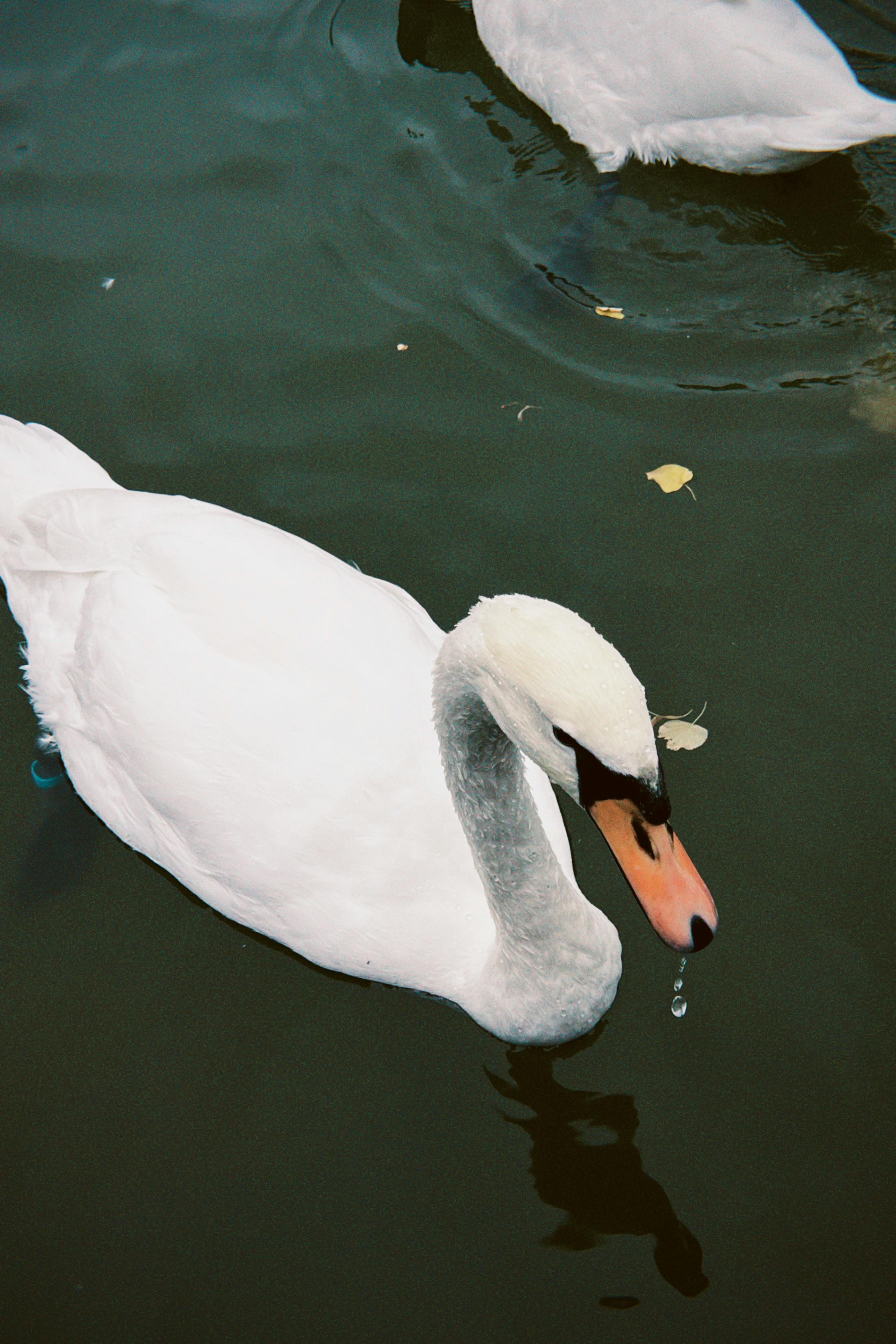 Graceful white swan gliding over calm pond water on a peaceful day.