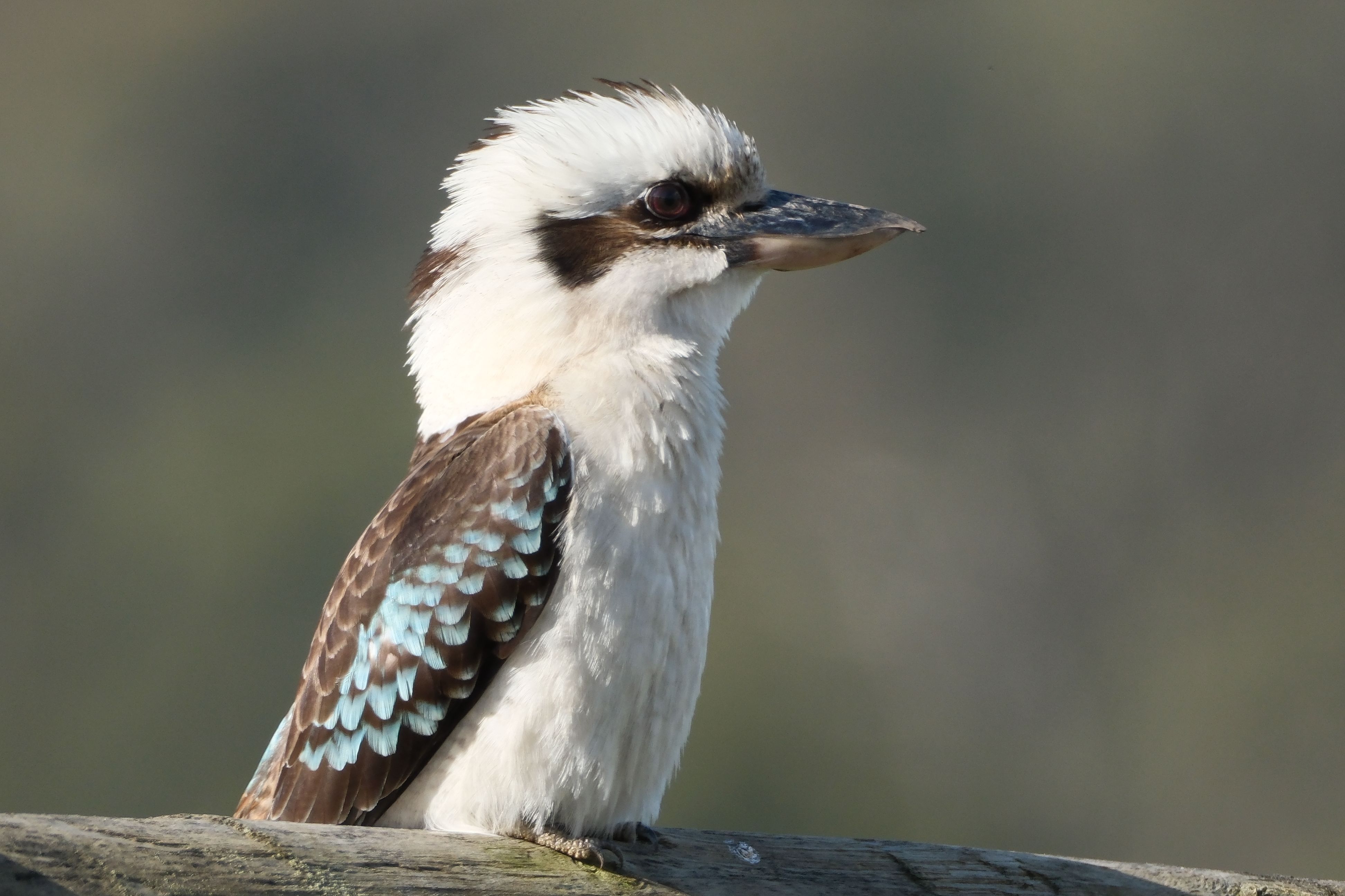 Close-up of a Laughing Kookaburra Bird · Free Stock Photo